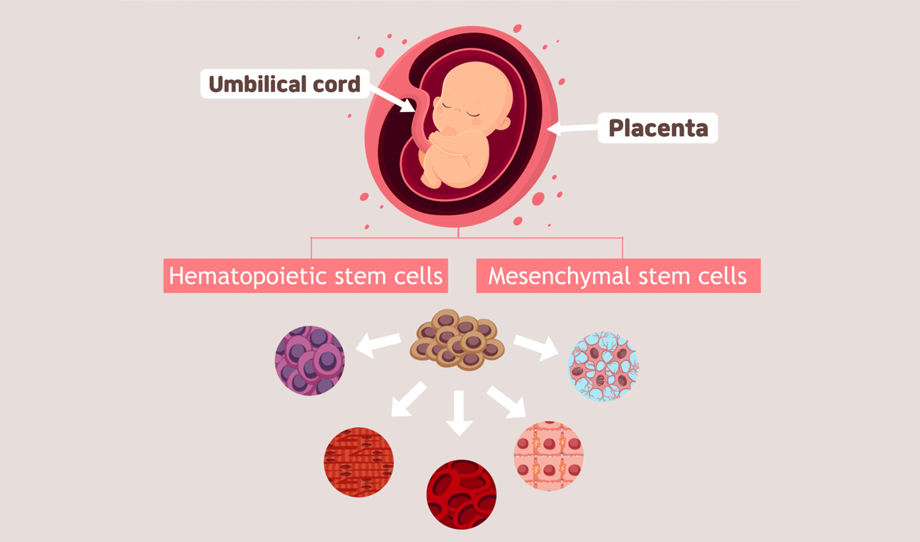 Umbilical cord mesenchymal stem cells (UCMSCs) - Cell Bio